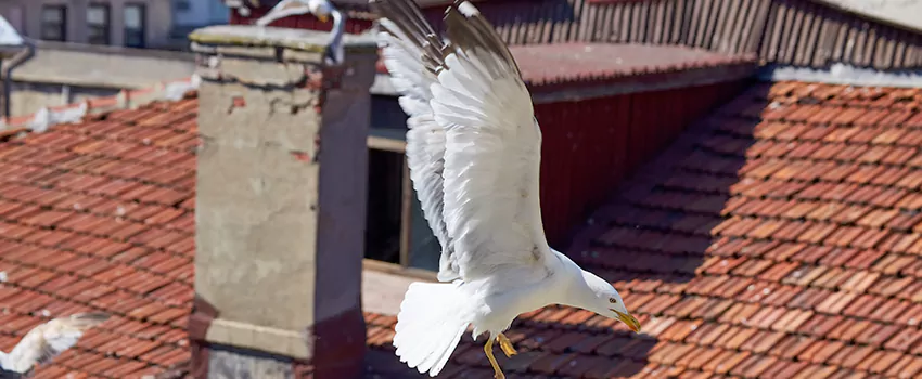 Residential Chimney Animal Removal Solution in Franklin Farm, VA