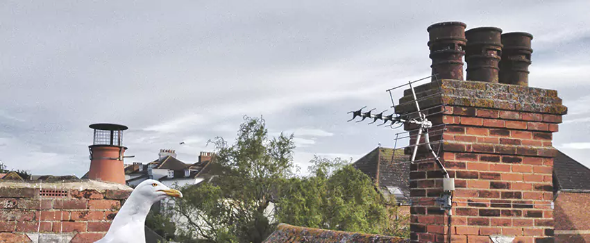 Chimney Cleaning And Restoration in Franklin Farm, Virginia